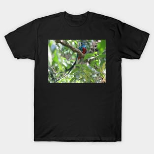 Male Quetzal in Tree T-Shirt